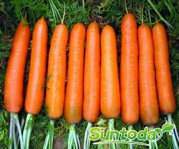 Suntoday Newkuroda carrot seeds(51001)