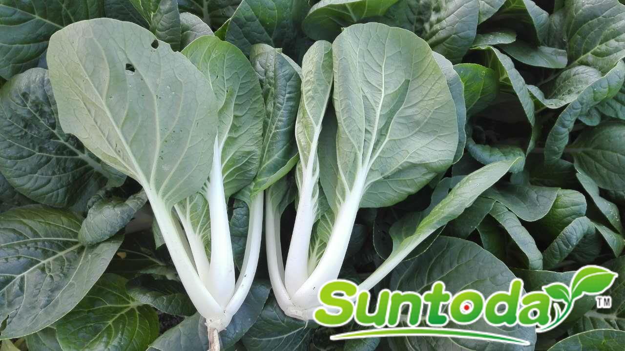 <b>Suntoday Chinese White Cabbage, Chinese Chard, Chin</b>