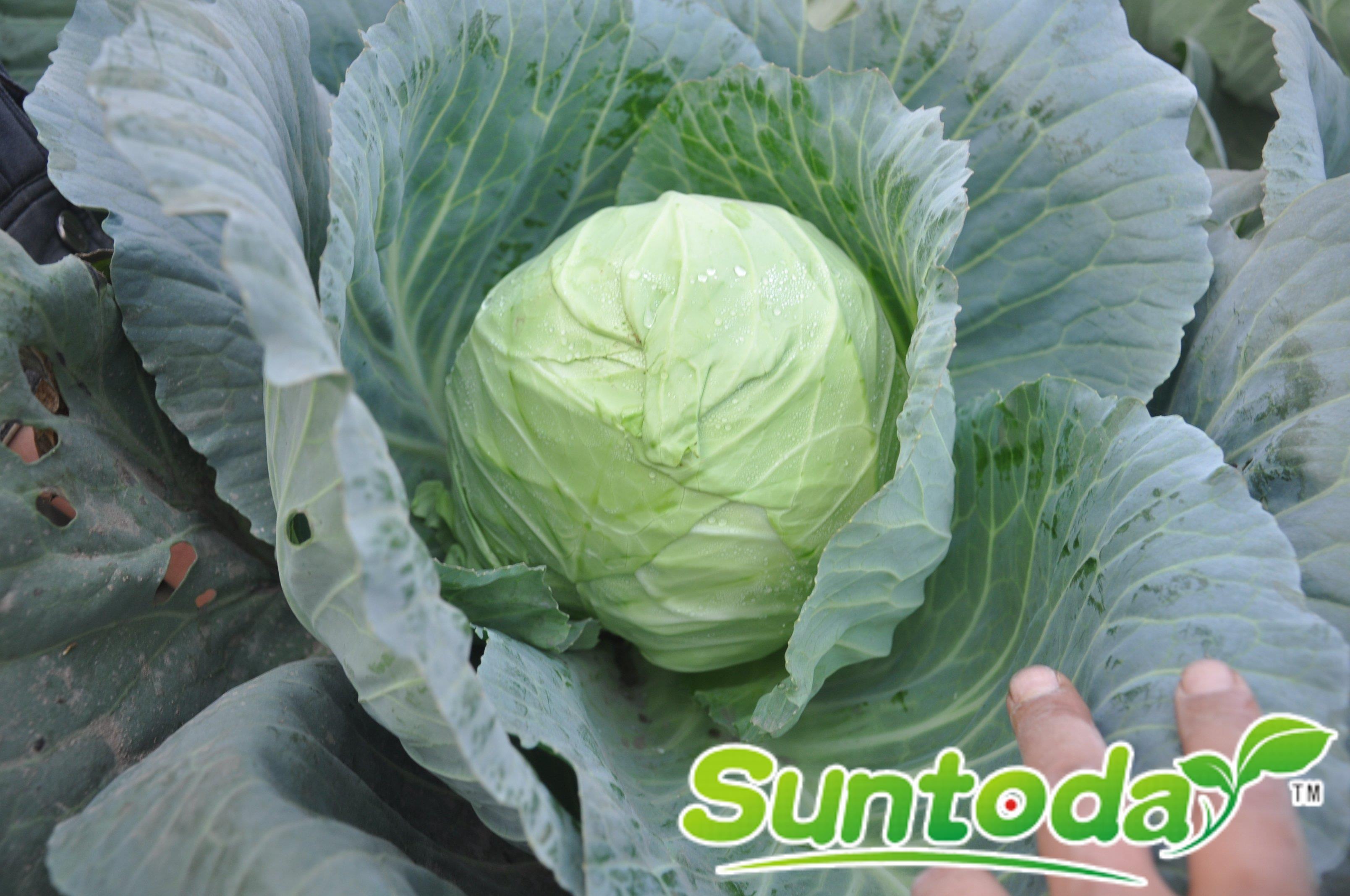 suntoday cabbage seeds(31001)