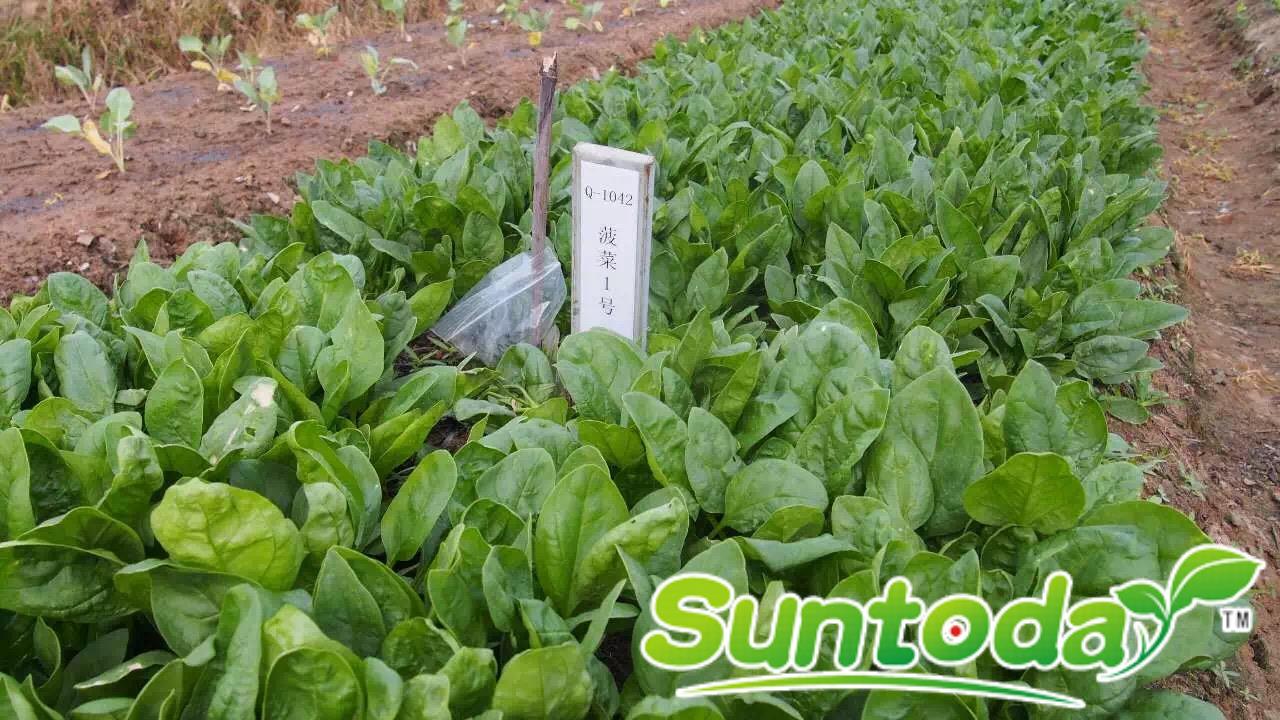 <b>Suntoday dark green spinach seeds(38001)</b>