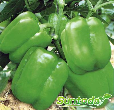 Suntoday sweet peppper seeds(21015)