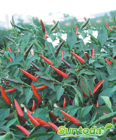 <b>Suntoday up chilli seed (21001)</b>