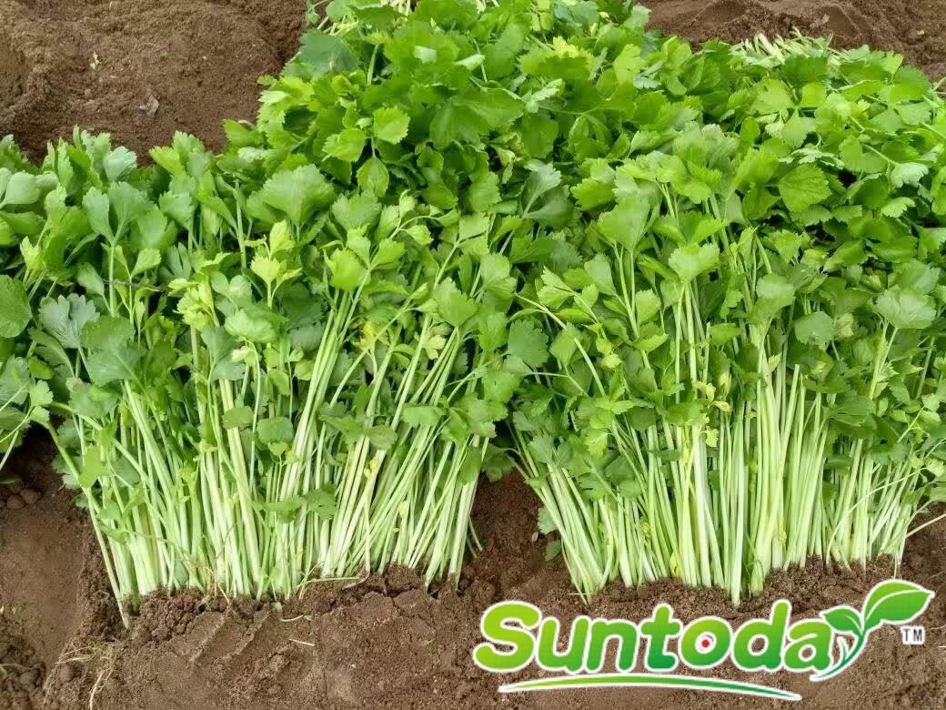 <b>Suntoday orientalcelery Chinese celery seeds（3400</b>