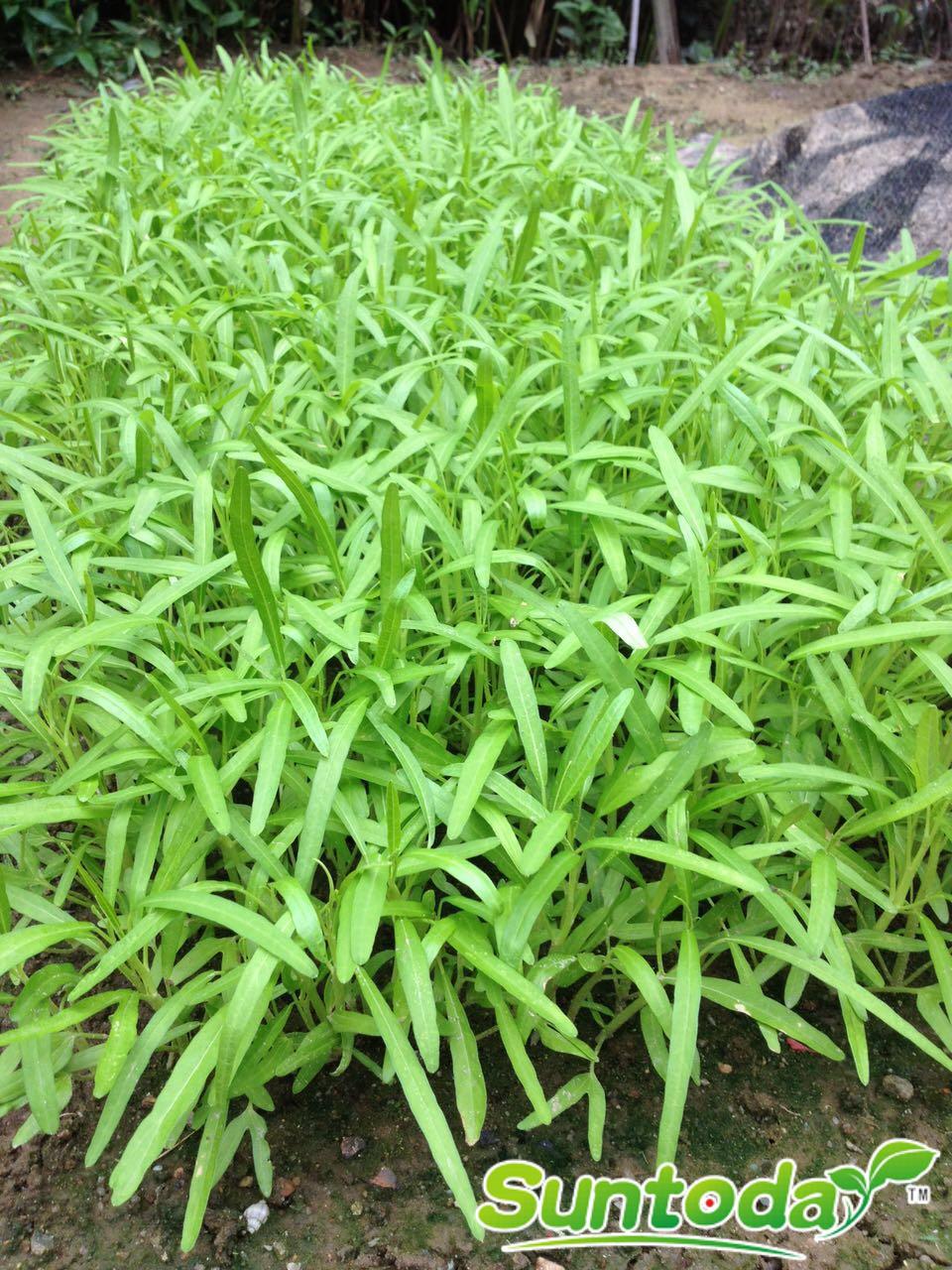 <b>Suntoday white stem water spinach.Prostrate type,wh</b>