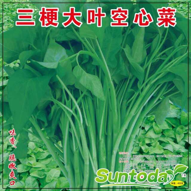 <b>Suntoday Ceylon Spinach, Slippery Vegetable, Vine S</b>