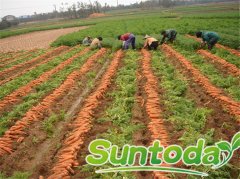 <b>Suntoday red carrot seeds Asian vegetable seeds Chi</b>