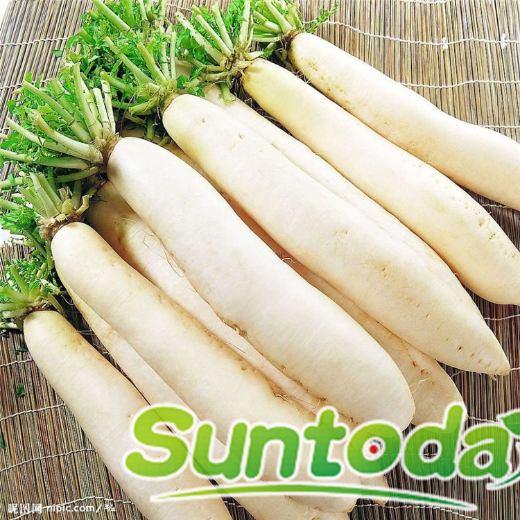 Suntoday white big resisant to heat radish  daikon 