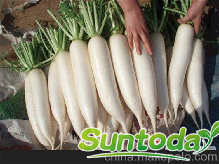 Suntoday resisant to cold white tight sweet radish 