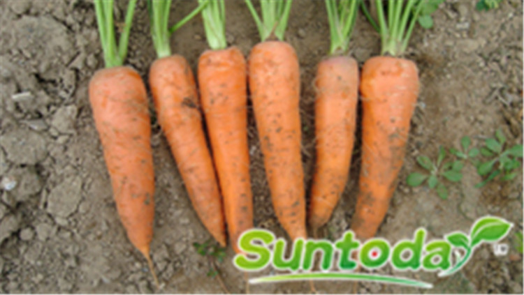 Suntoday good germination red flesh red root carrot