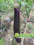 <b>Suntoday dark purple eggplant seeds(23001)</b>