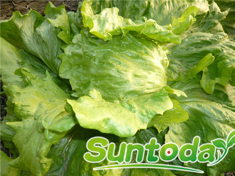 Suntoday easy management lettuce seeds(32001)