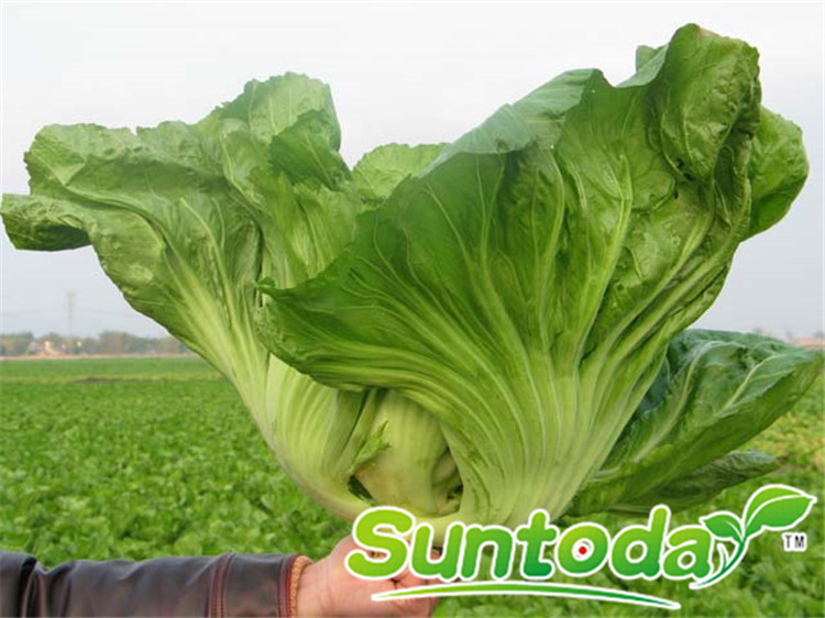 <b>Suntoday early mature resisant to heat Asian vegeta</b>