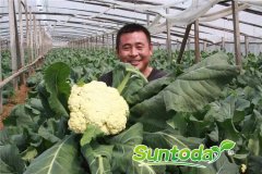 Suntoday caulflower mid mature cauli loose type whi