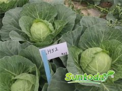 <b>Suntoday heat cabbage seeds(31004)</b>
