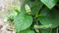 Suntoday Basella Alba (Malabar Spinach) seeds(33005