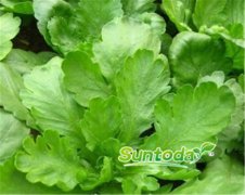 Suntoday Broad-leaf Garland Chrysanthemum kek wah t