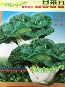 Suntoday cabbage Chinese White Cabbage, Chinese Cha