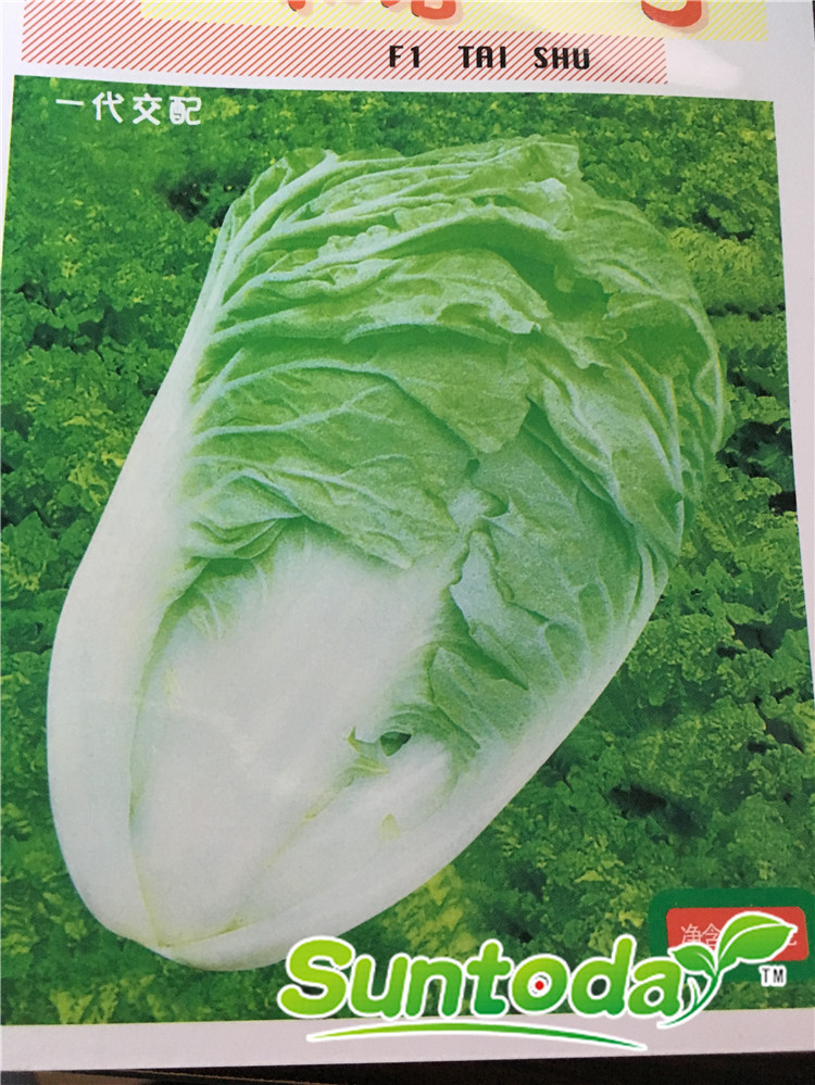 Suntoday cabbage Chinese White Cabbage, Chinese Cha