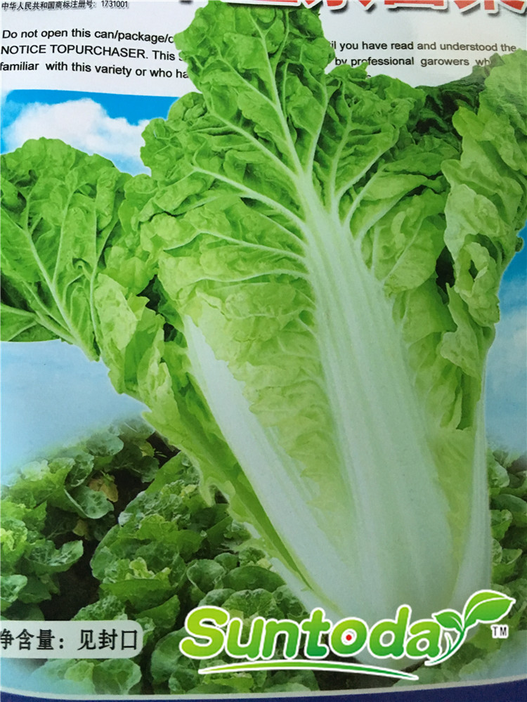 Suntoday cabbage Chinese White Cabbage, Chinese Cha