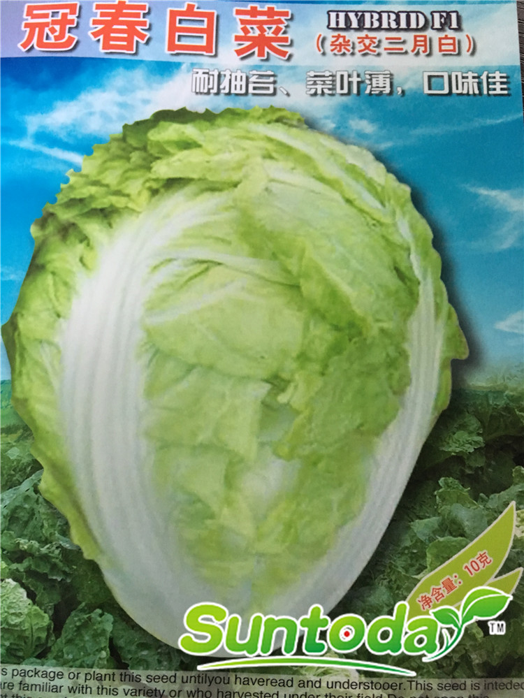 Suntoday cabbage resisant to heat seeds(37005)