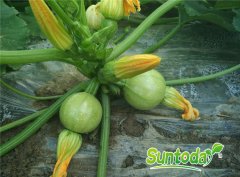 <b>Early round squash seeds(17001)</b>