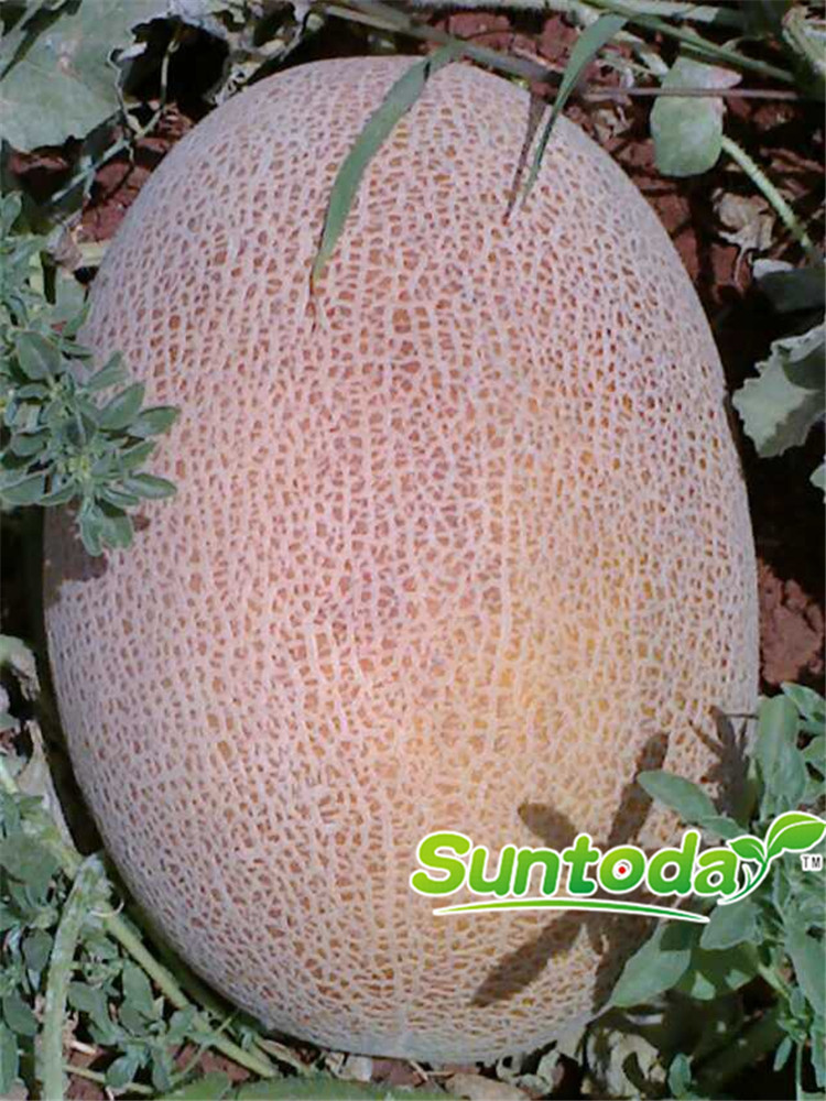 Suntoday Ananas type melon seeds(11009)