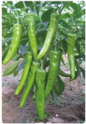 Yellow hot pepper seeds(21004)