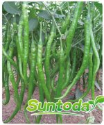 <b>Suntoday hot pepper seeds(21007)</b>