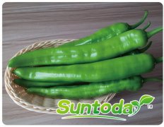 Suntoday hot pepper seeds(21008)