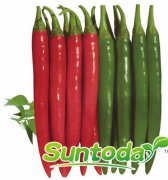 Suntoday hot pepper seeds(21009)