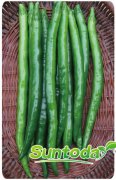 Suntoday hot peppper seeds(21010)