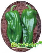 Suntoday hot pepper seeds(21011)