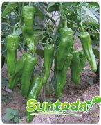 <b>Suntoday hot pepper seeds(21012)</b>