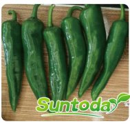 <b>Suntoday hot pepper seeds(21013)</b>