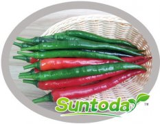 <b>Suntoday hot pepper seeds(21014)</b>