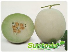 Suntoday melon seeds(18015)