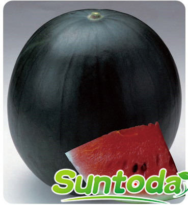 <b>Suntoday Black  watermelon seed(11013)</b>