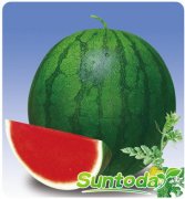 Seedsless water melon seeds(11014)