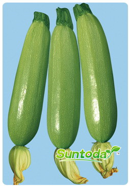 <b>Suntoday squash seeds(17006)</b>