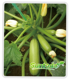 Suntoday early mature light green sqaush seeds(1700