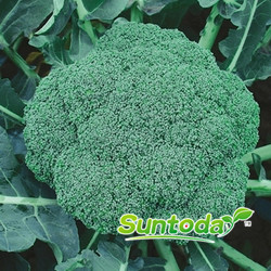 <b>Suntoday 65-70 days green broccoli seeds(A42001)</b>