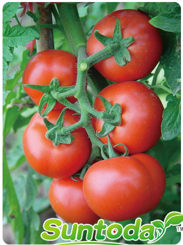 <b>Suntoday determinate planting tomato seeds(22001)</b>