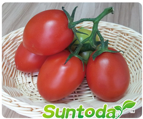 <b>Determinate egg red tomato seeds(22004)</b>