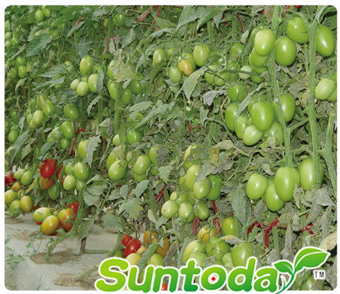 <b>Indeterminate heat oval tomato seeds(22006)</b>