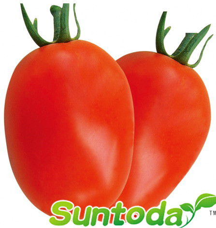 <b>Determinate heat tomato seeds(22001)</b>