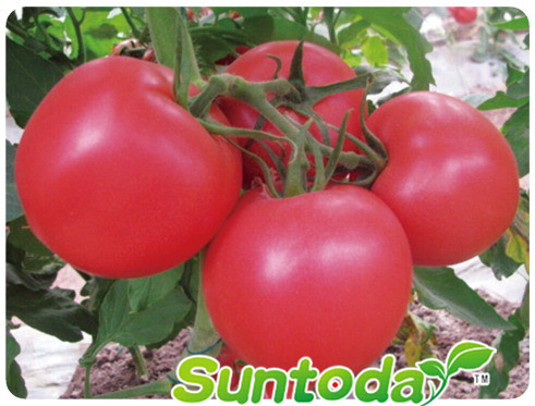 <b>Indeterminate tomato seeds(22007)</b>