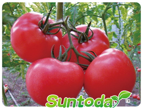 <b>Pink round  tomato seeds(22008)</b>