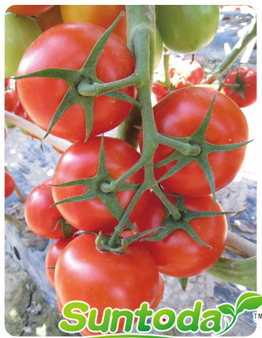 <b>Tolerant to TY red toamto seeds(22011)</b>