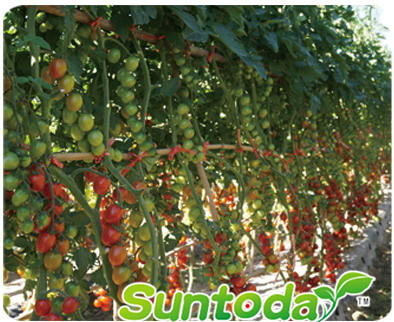 <b>Suntoday Hybrid cherry tomato seeds(22012)</b>