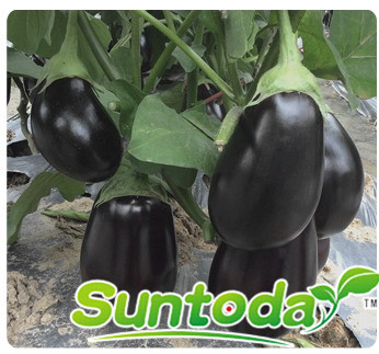 <b>Suntoday black round shape eggplant seeds(23001)</b>